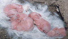 ���܂ꂽ�ā@�ʂ��ʂ�